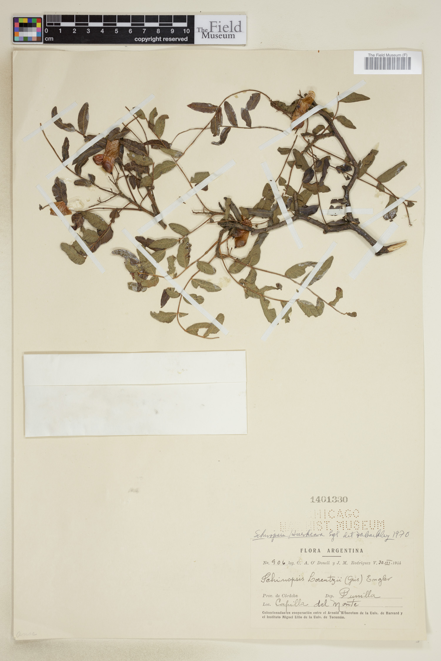 Schinopsis haenkeana image