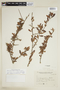 Schinus fasciculatus image