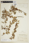 Schinus patagonicus image