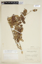 Schinus patagonicus image