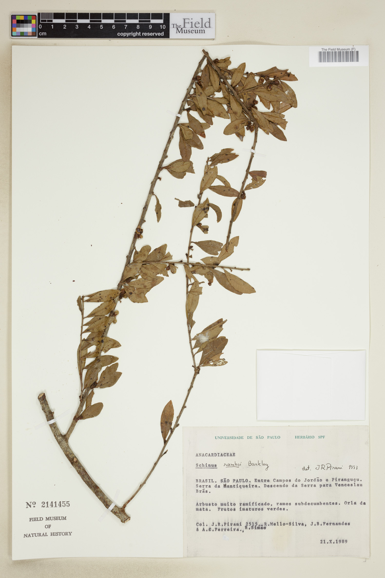 Schinus ramboi image