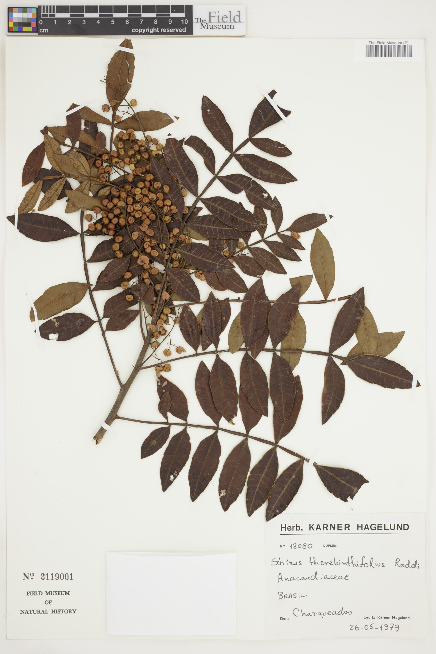 Schinus terebinthifolia