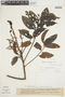 Tapirira guianensis image