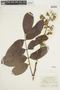 Thyrsodium spruceanum image
