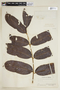 Thyrsodium spruceanum image
