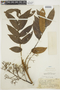 Toxicodendron striatum image