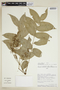 Toxicodendron striatum image