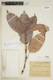 Vaupesia cataractarum image