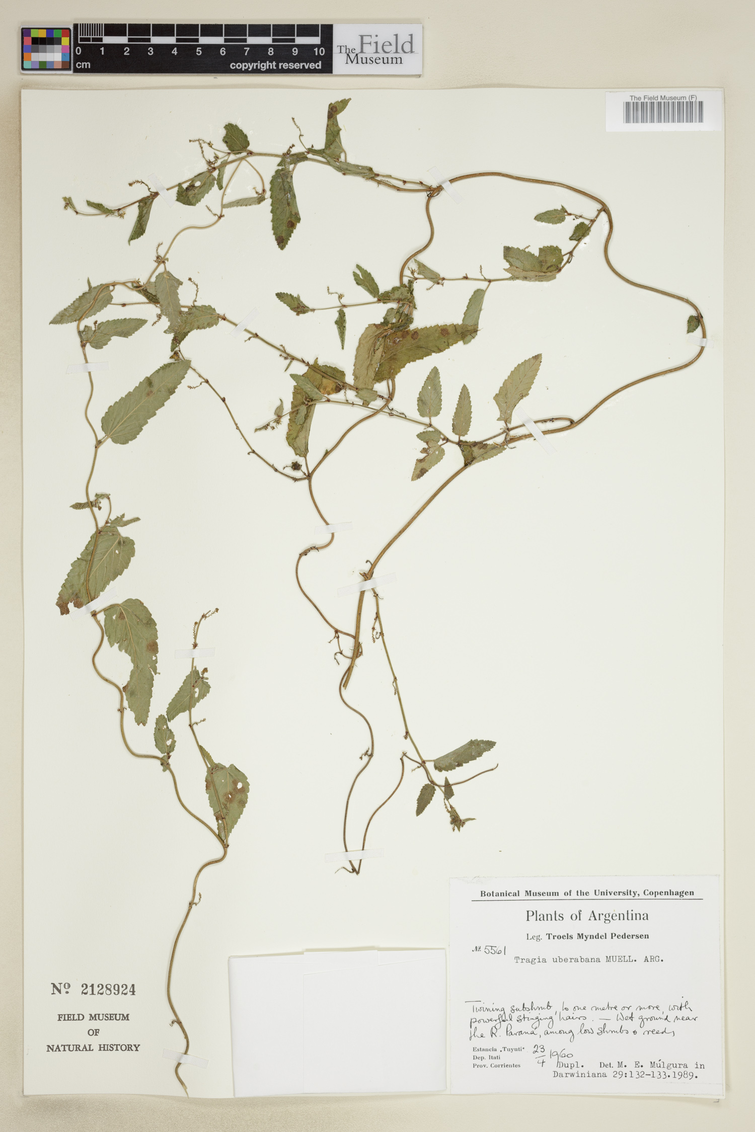 Tragia uberabana image