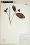 Annona crassiflora image