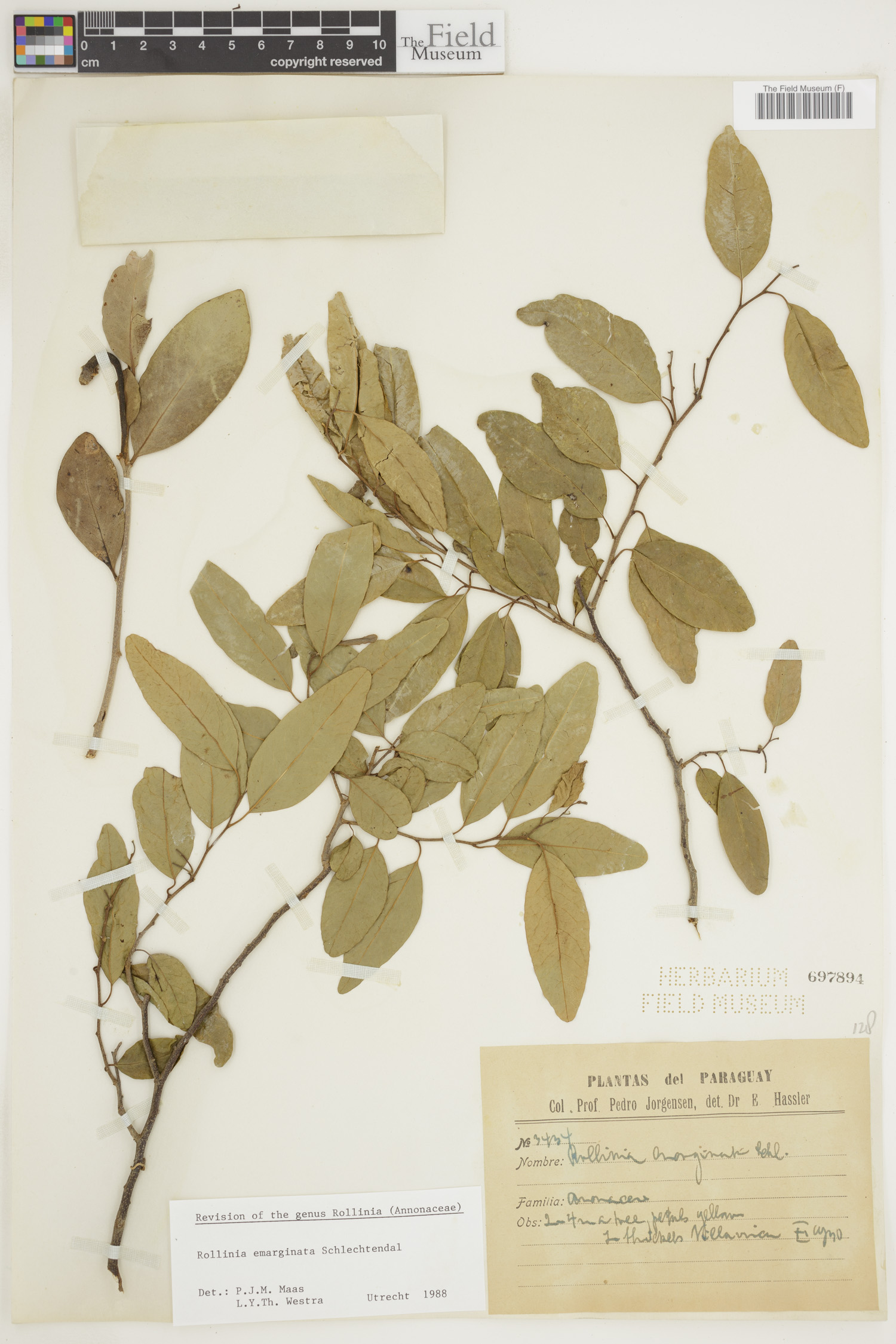 Annona emarginata image
