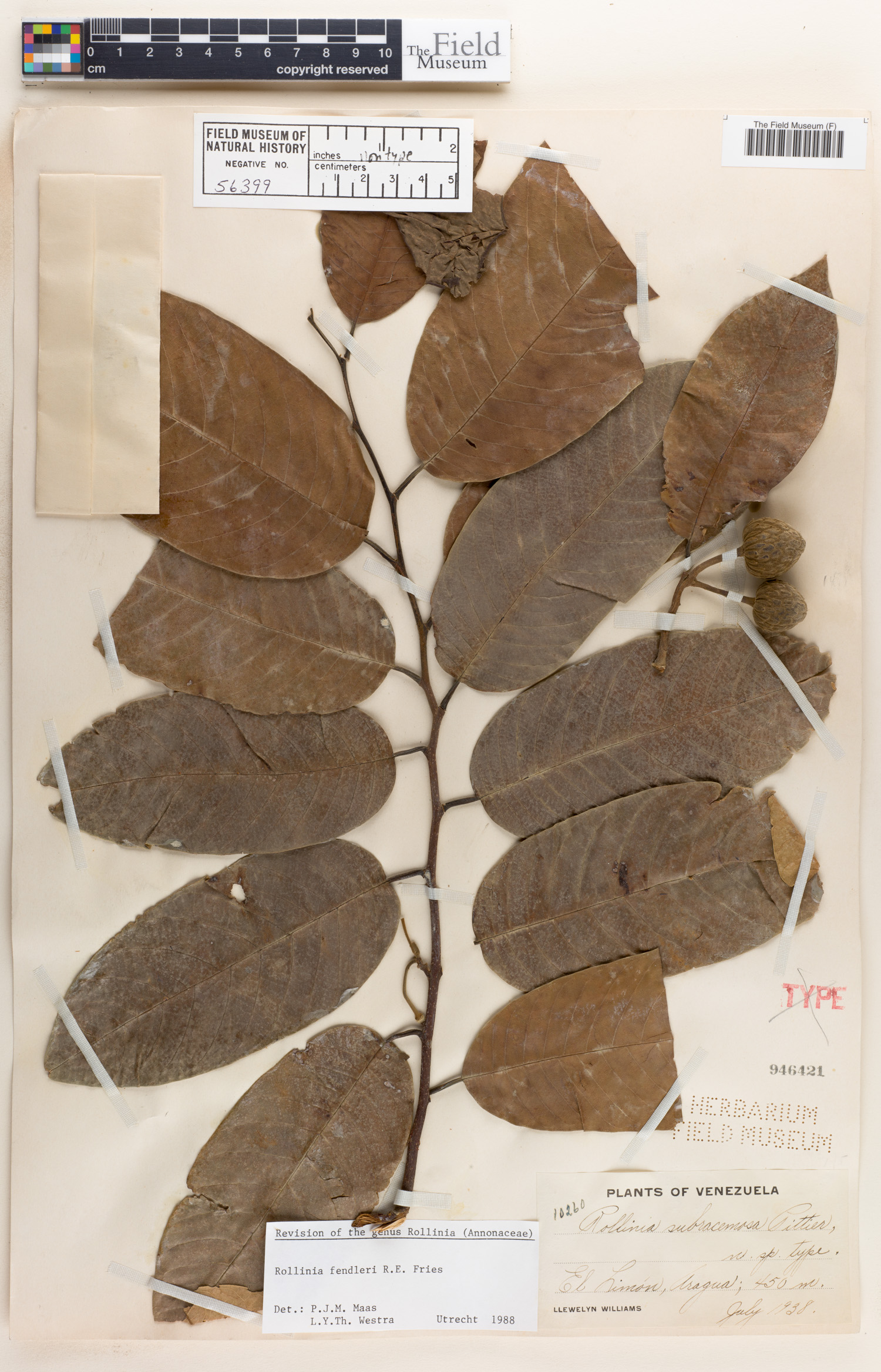 Annona fendleri image