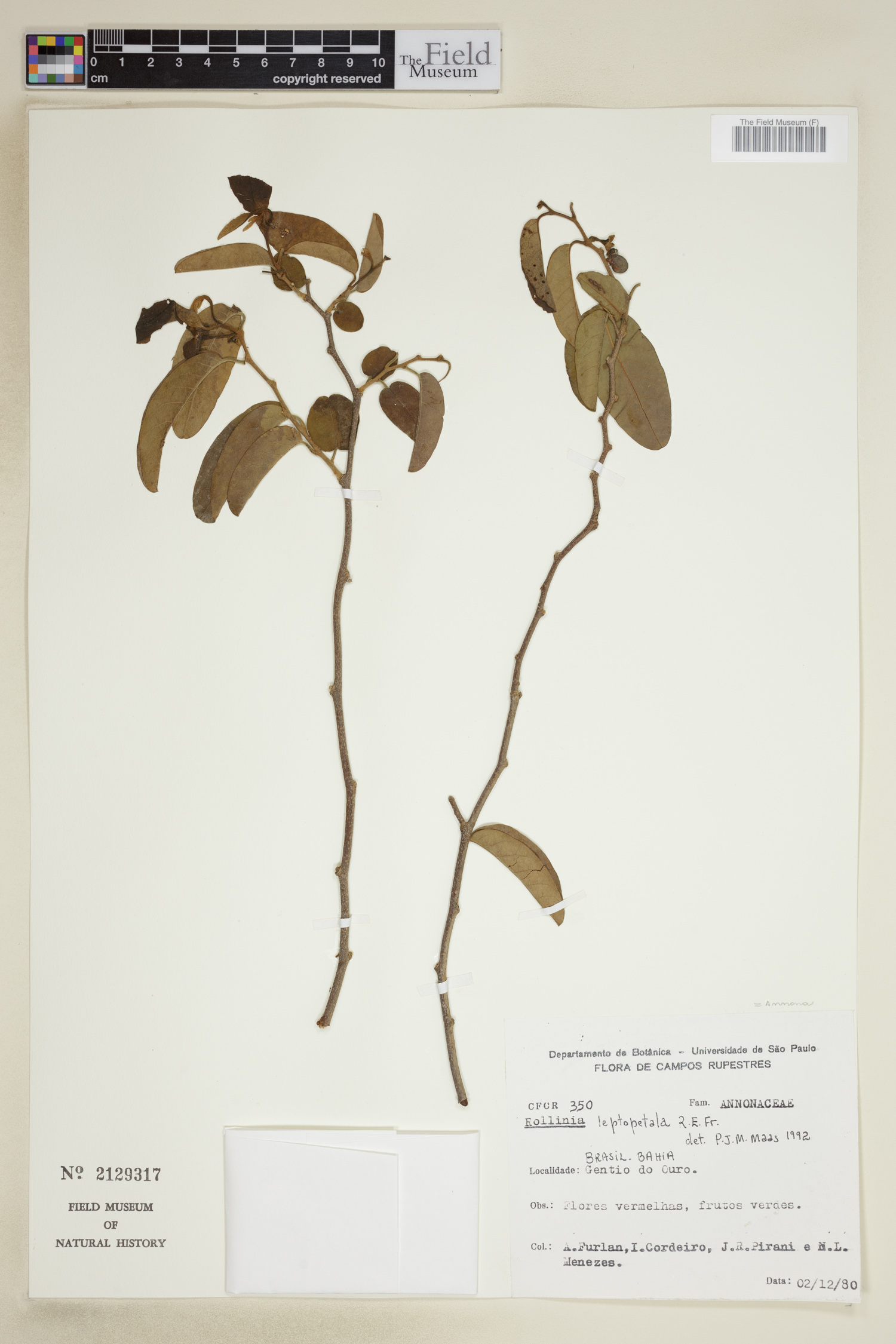 Annona leptopetala image