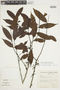 Bocageopsis multiflora image