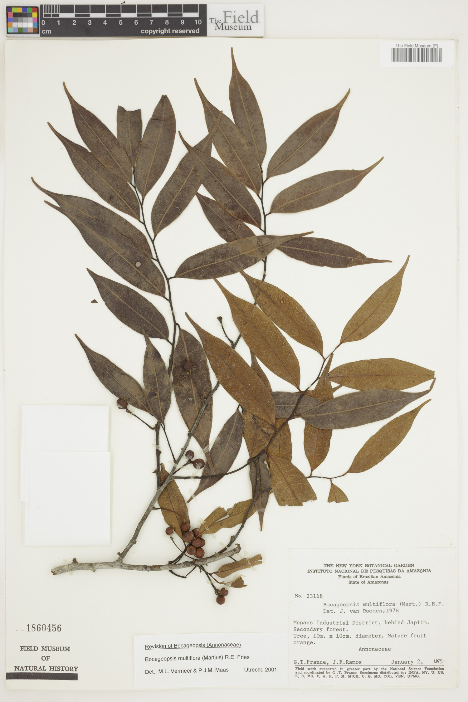 Bocageopsis multiflora image