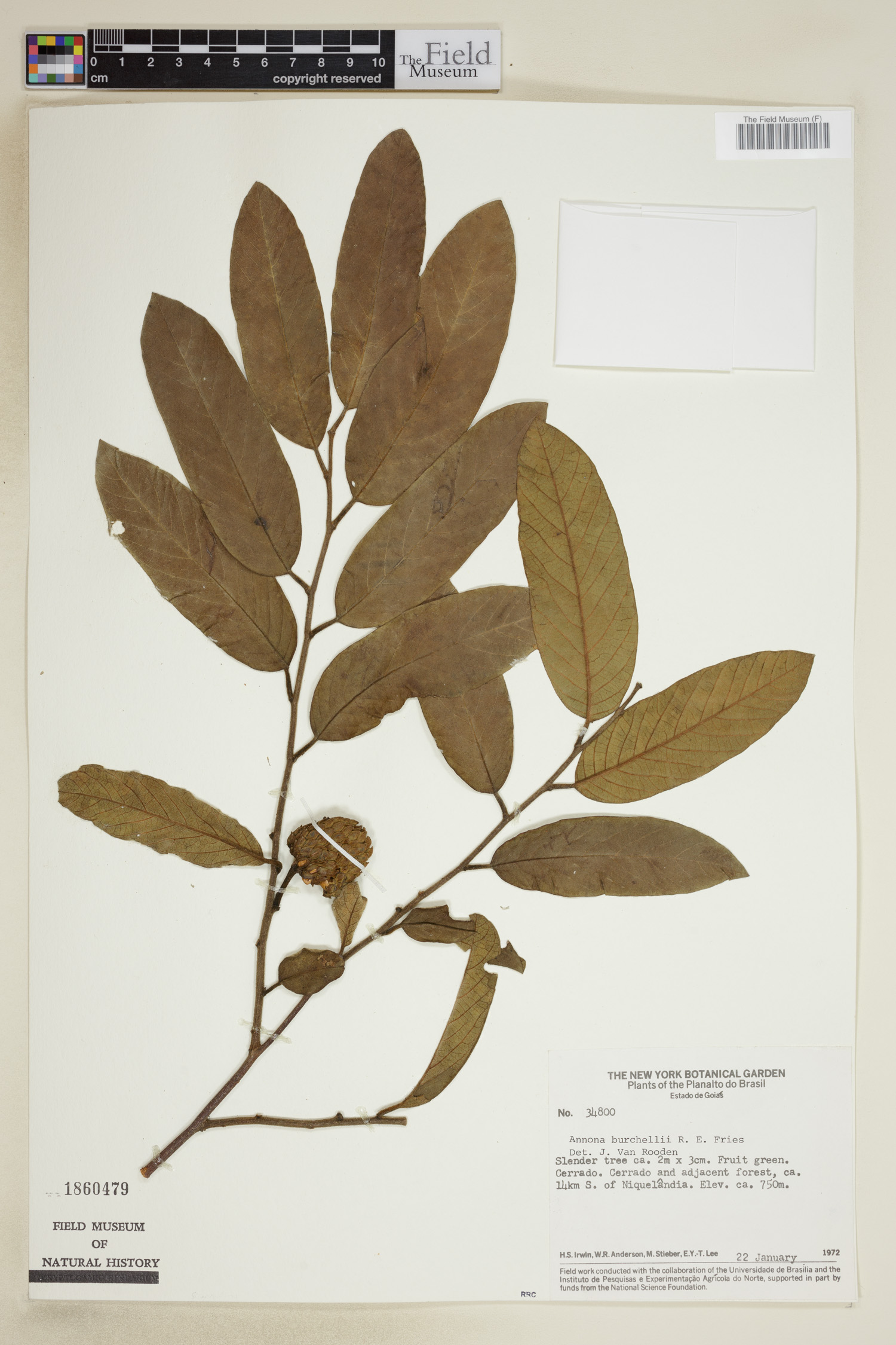 Annona burchellii image