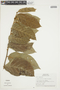 Annona cordifolia image
