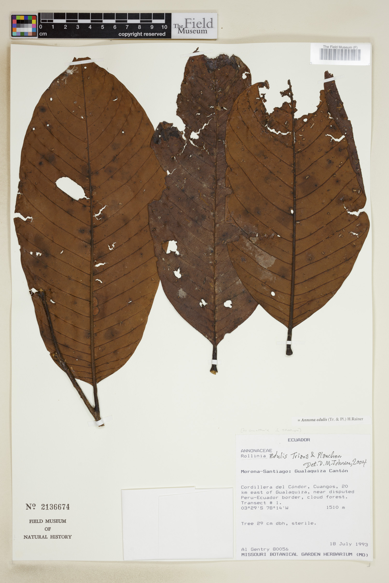 Annona edulis image
