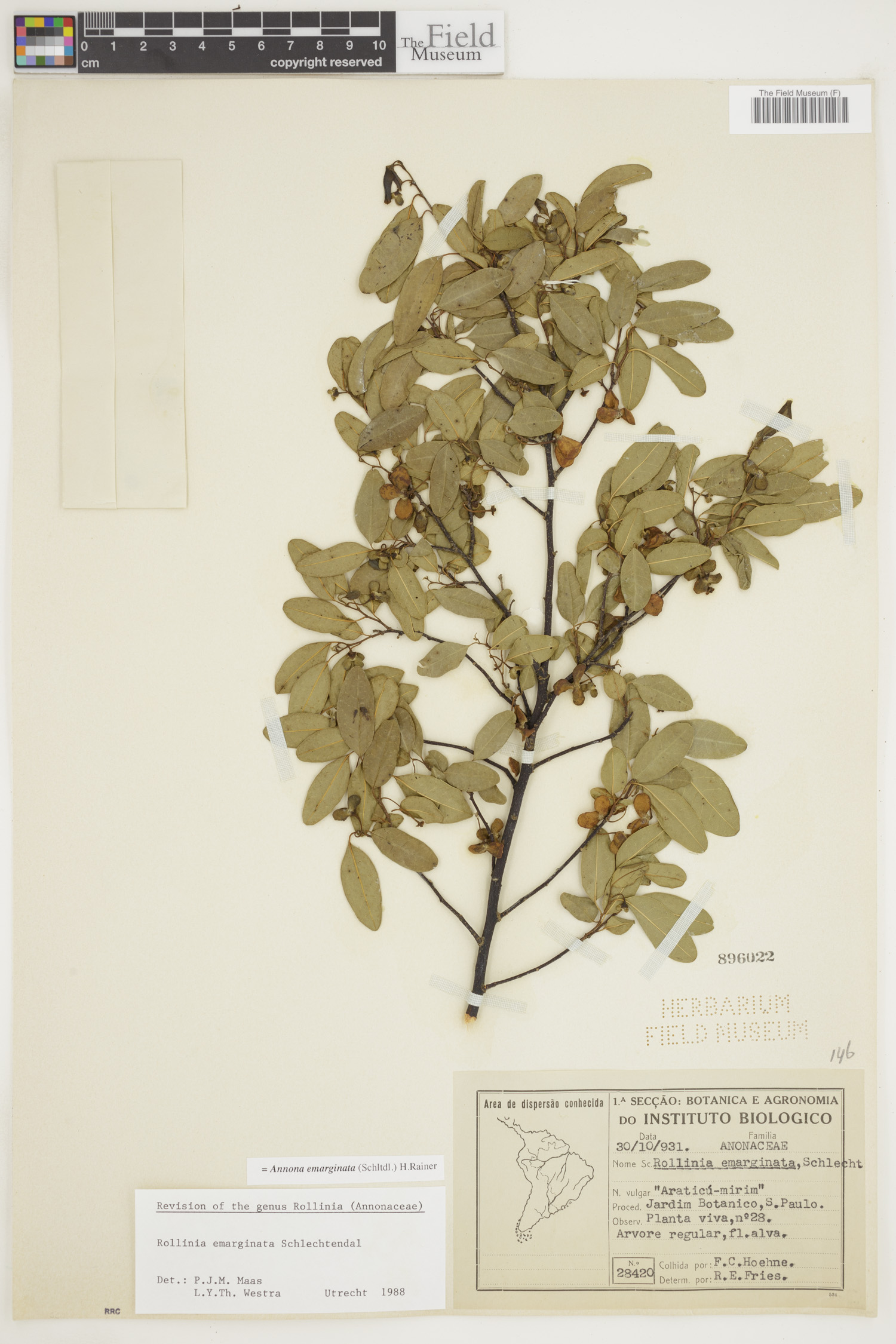 Annona emarginata image