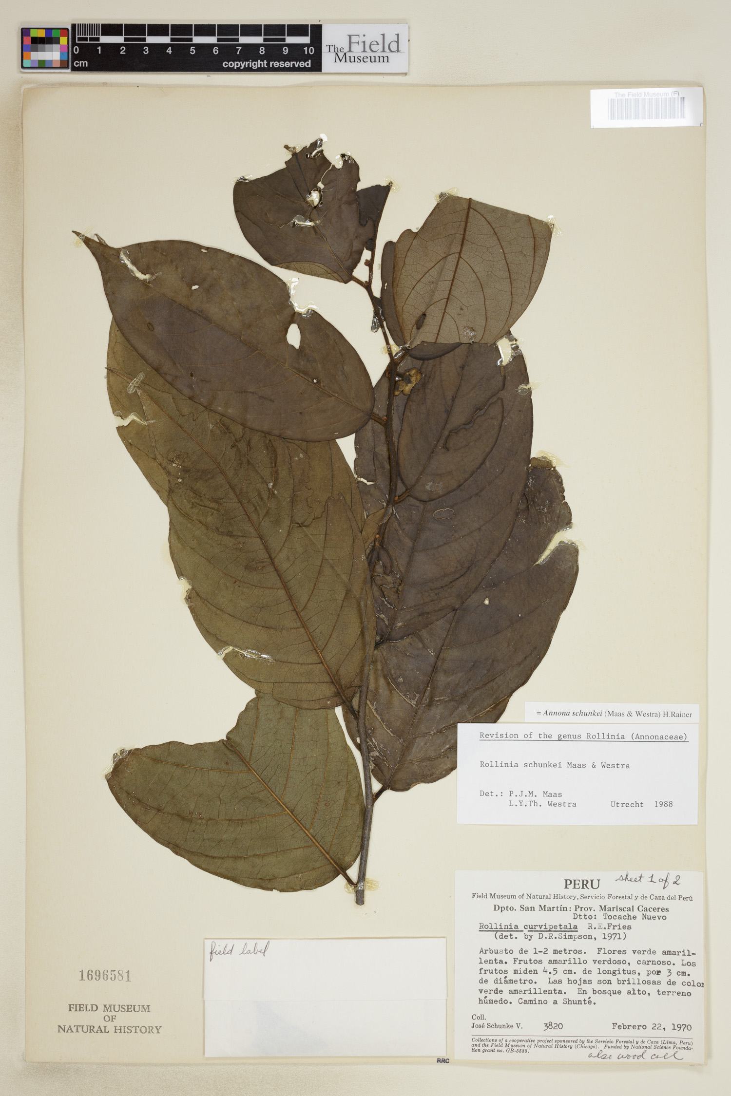Annona schunkei image
