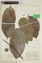 Annona tenuiflora image