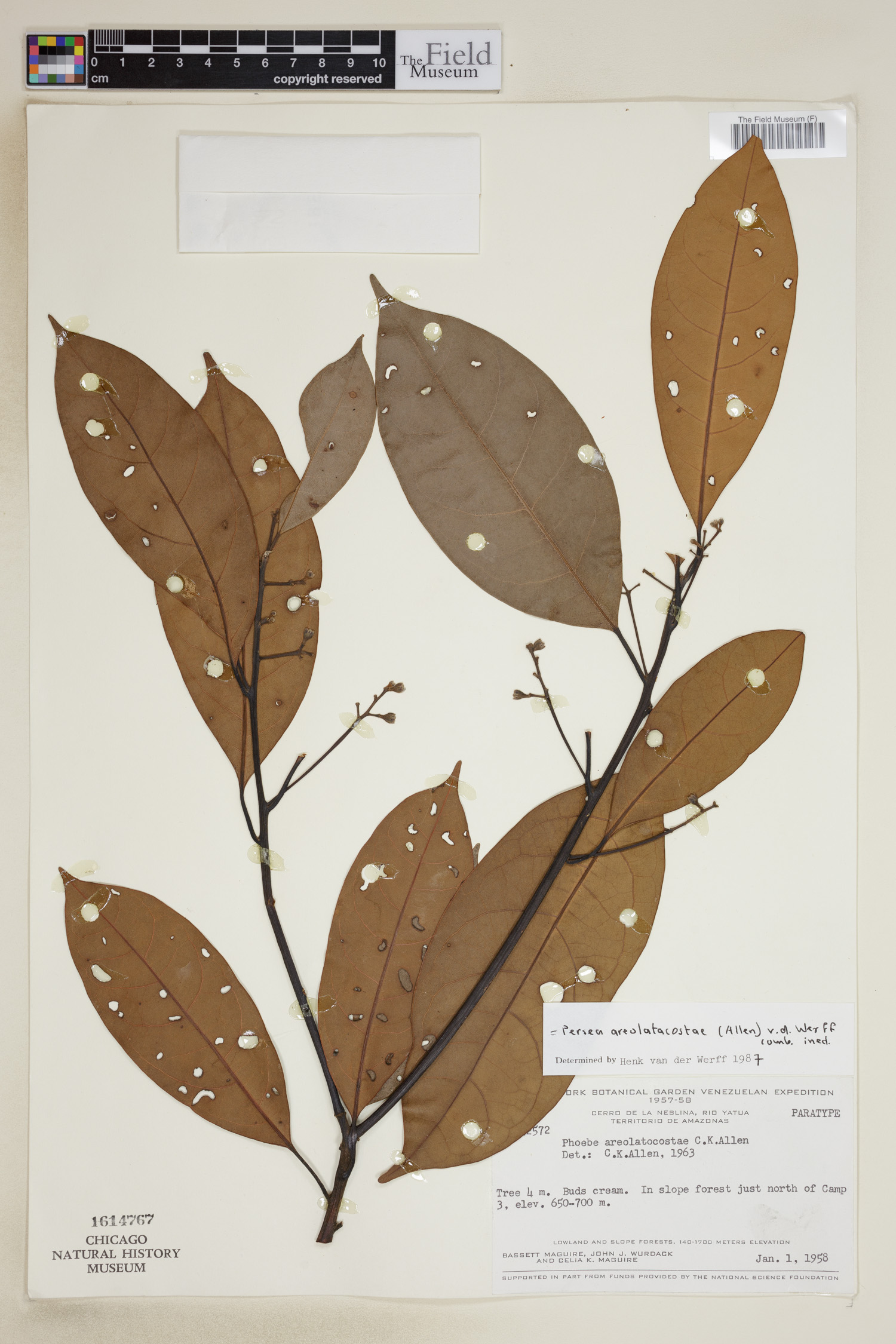 Persea areolatocostae image