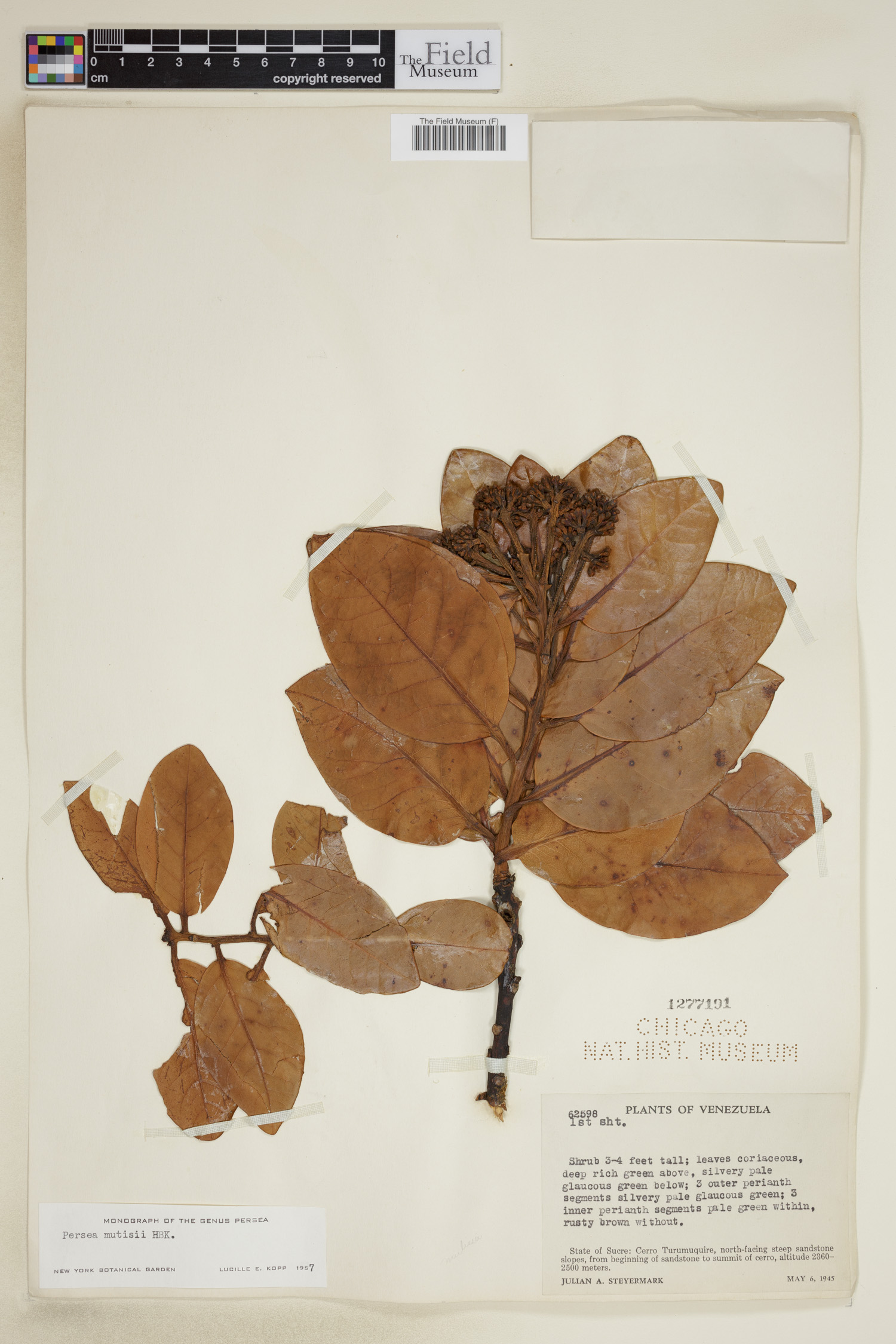 Persea mutisii image