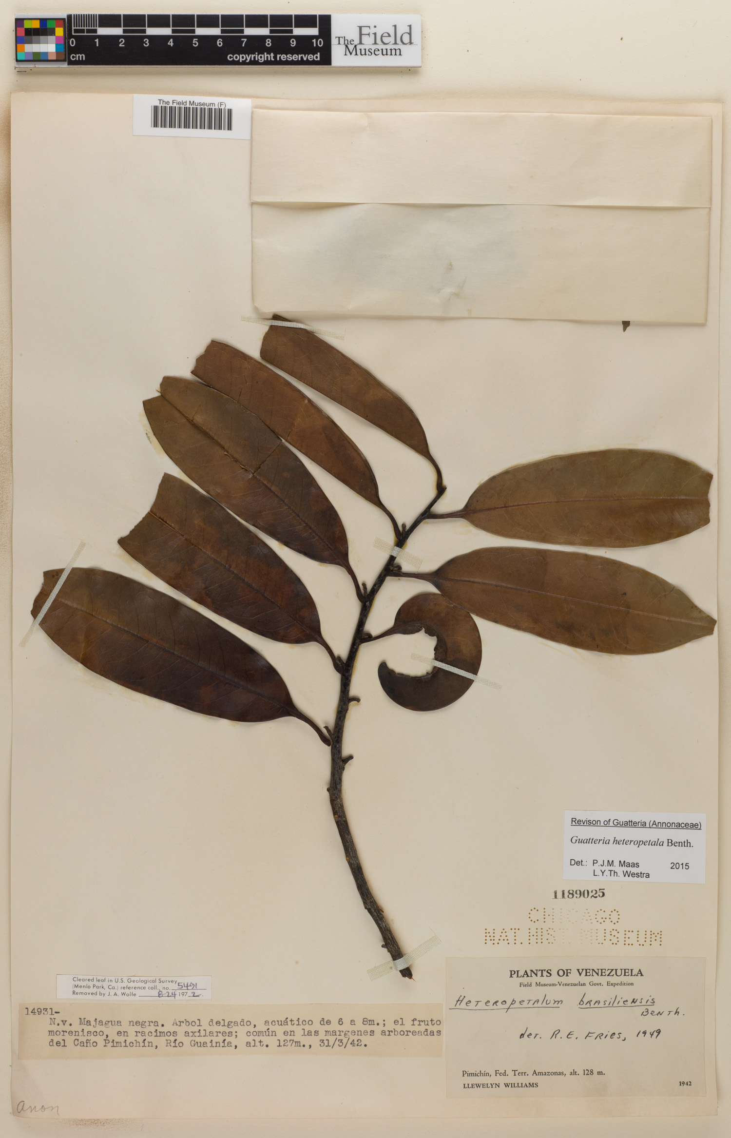 Guatteria heteropetala image