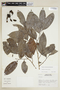 Klarobelia cauliflora image