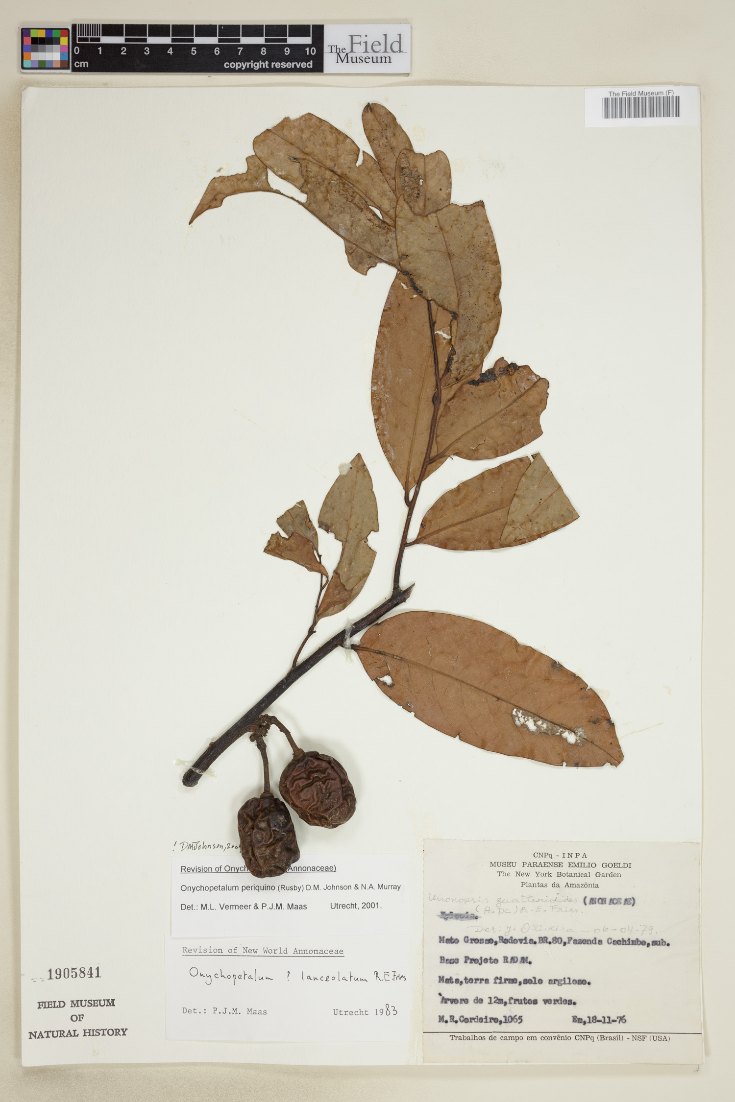 Onychopetalum periquino image