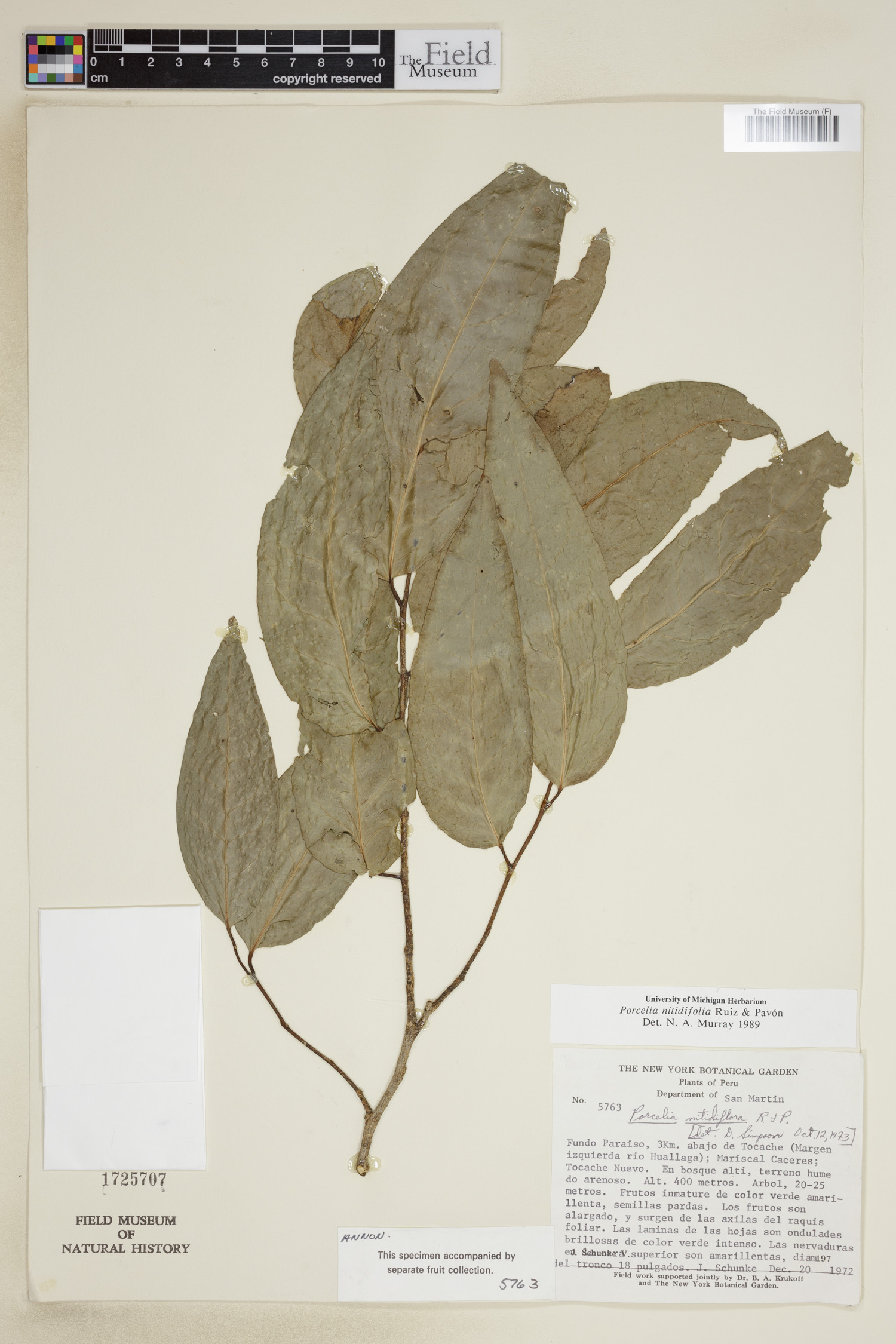 Porcelia image