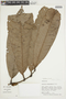 Guatteria megalophylla image
