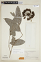 Klarobelia cauliflora image