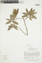 Oxandra sessiliflora image