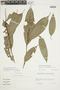Cremastosperma gracilipes image