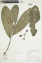 Cremastosperma leiophyllum image