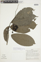 Cremastosperma megalophyllum image