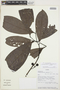 Cremastosperma megalophyllum image