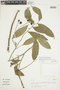Cymbopetalum abacophyllum image