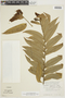 Cymbopetalum abacophyllum image