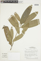 Duguetia cauliflora image