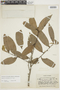 Duguetia echinophora image