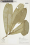 Duguetia macrophylla image
