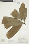 Duguetia trunciflora image
