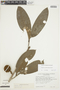 Duguetia trunciflora image