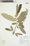 Duguetia uniflora image