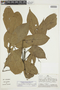 Ephedranthus amazonicus image