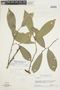 Ephedranthus guianensis image