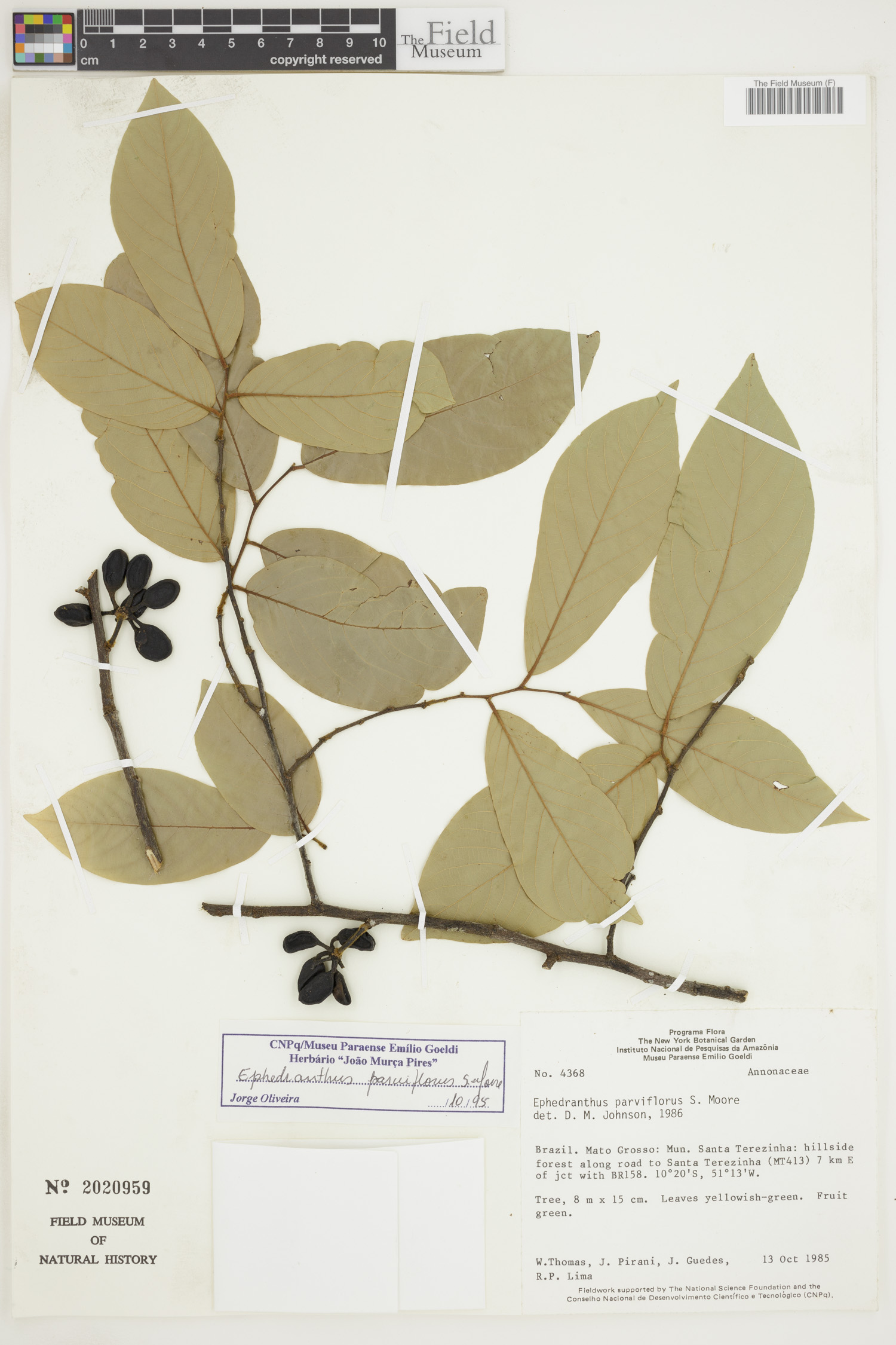 Ephedranthus parviflorus image
