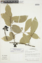 Ephedranthus parviflorus image